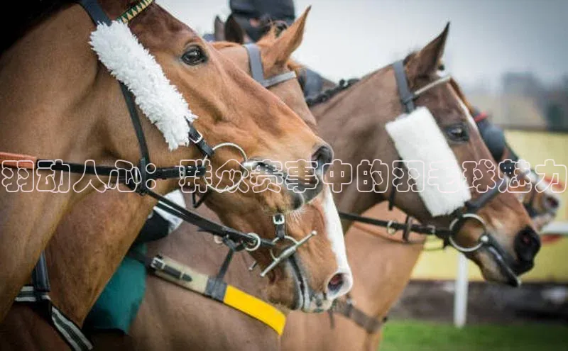 羽动人心：群众赛事中的羽毛球魅力